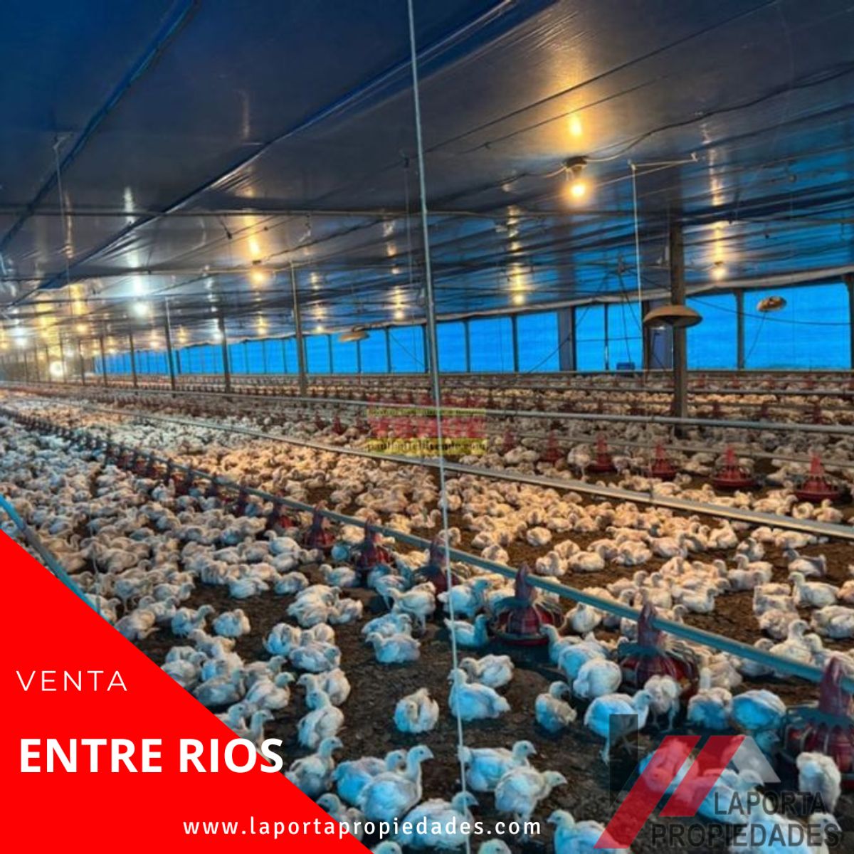 TALITA · Uruguay — foto 5