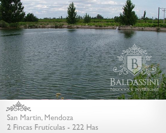 Fincas a 25 km de San Martín, Mendoza · San Martín — foto 5