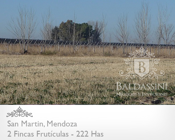 Fincas a 25 km de San Martín, Mendoza · San Martín — foto 6