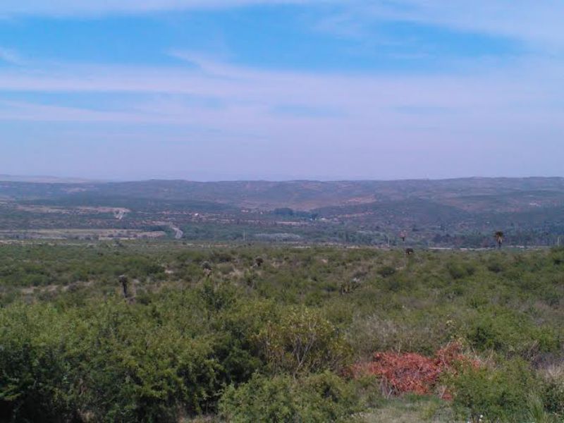 CRISANTEMO · Punilla — foto 12