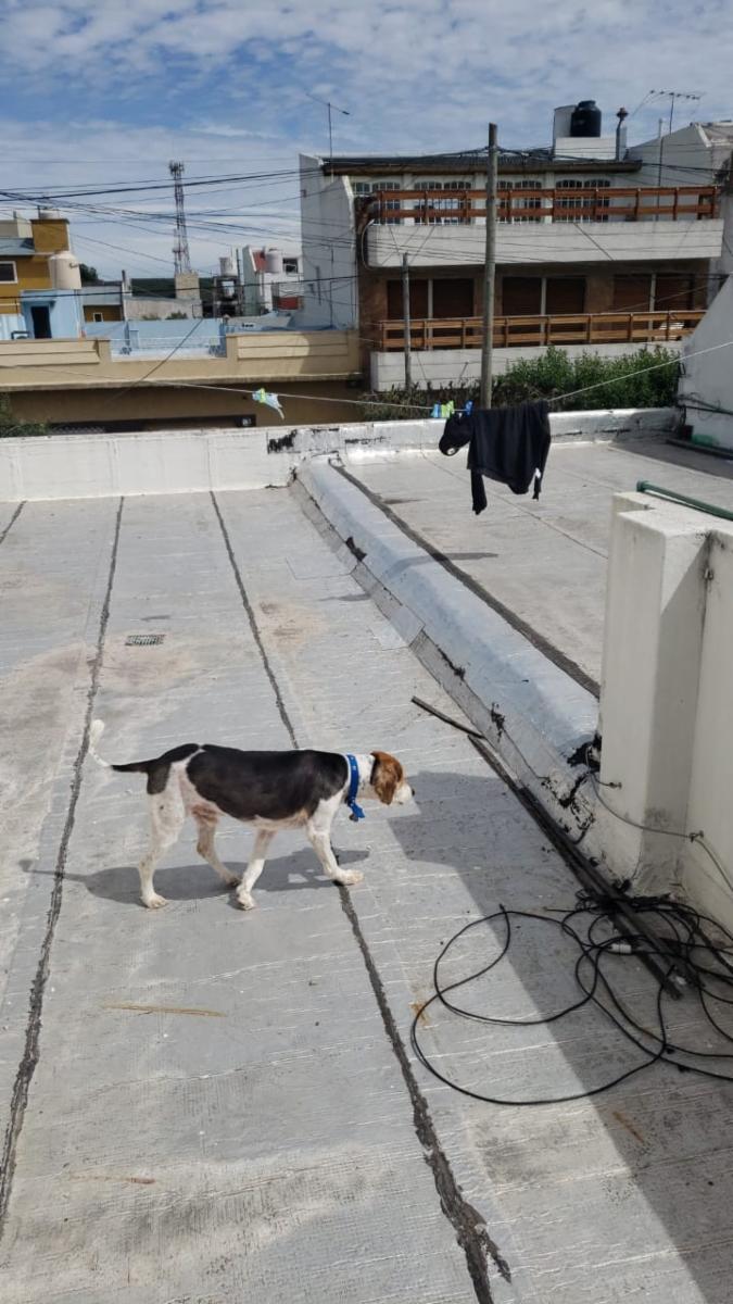 Belen 500 · La Matanza — foto 7