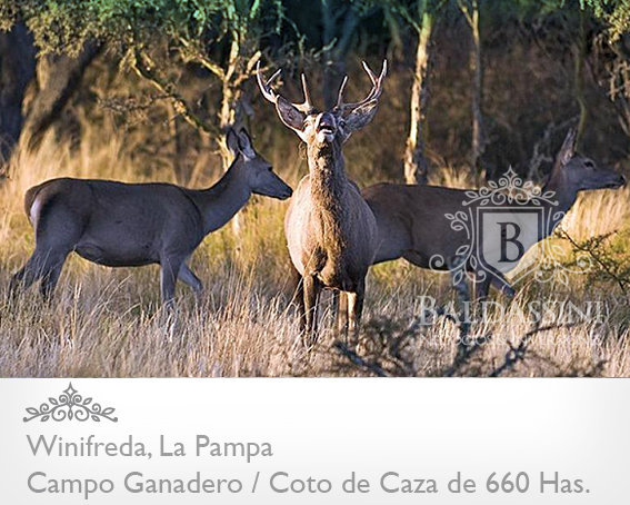 EXCELENTE CAMPO DE 660 HAS. GANADERO O COTO DE CAZA EN WINIFREDA - LA PAMPA 