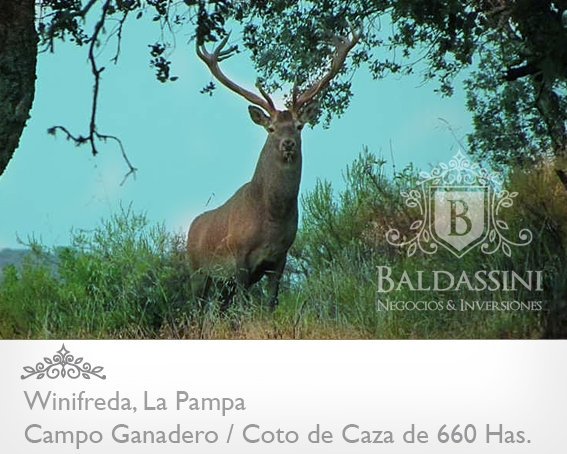 COTO DE CAZA / CAMPO GANADERO DE 660 HAS. EN WINIFREDA · Conhelo — foto 3
