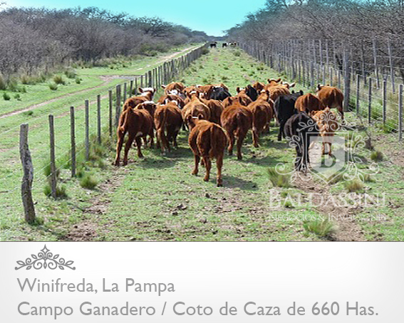 COTO DE CAZA / CAMPO GANADERO DE 660 HAS. EN WINIFREDA · Conhelo — foto 4