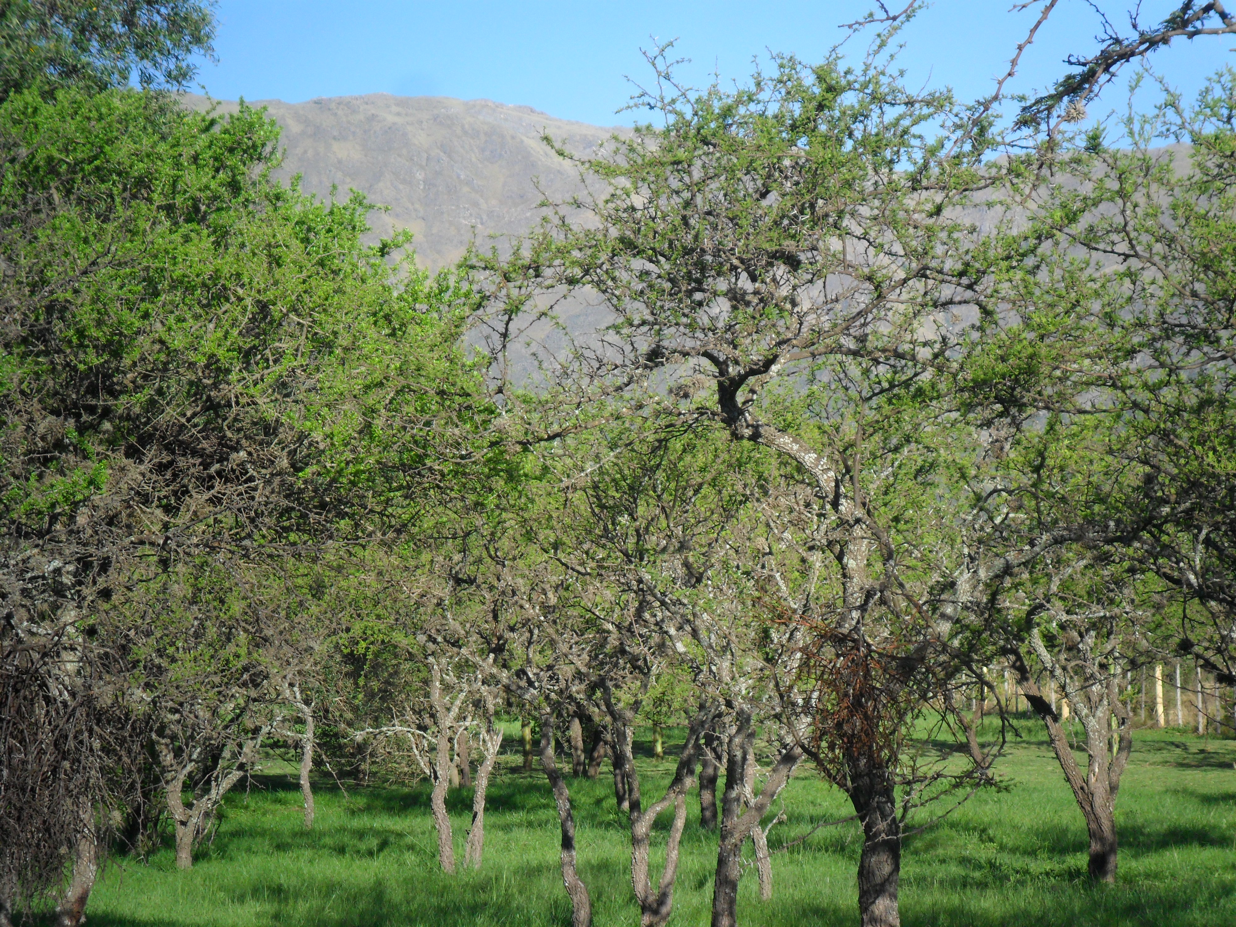 Coronel Mercau · Junín — foto 4