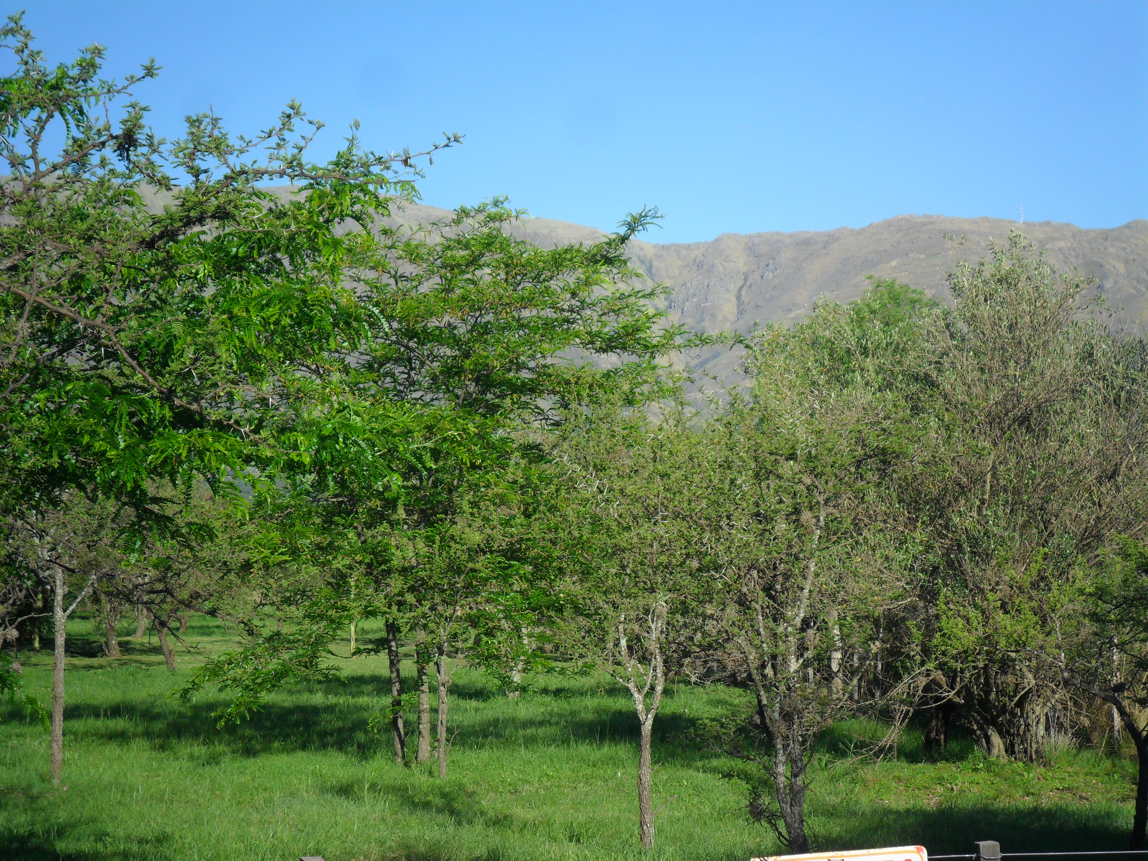 Coronel Mercau · Junín — foto 5