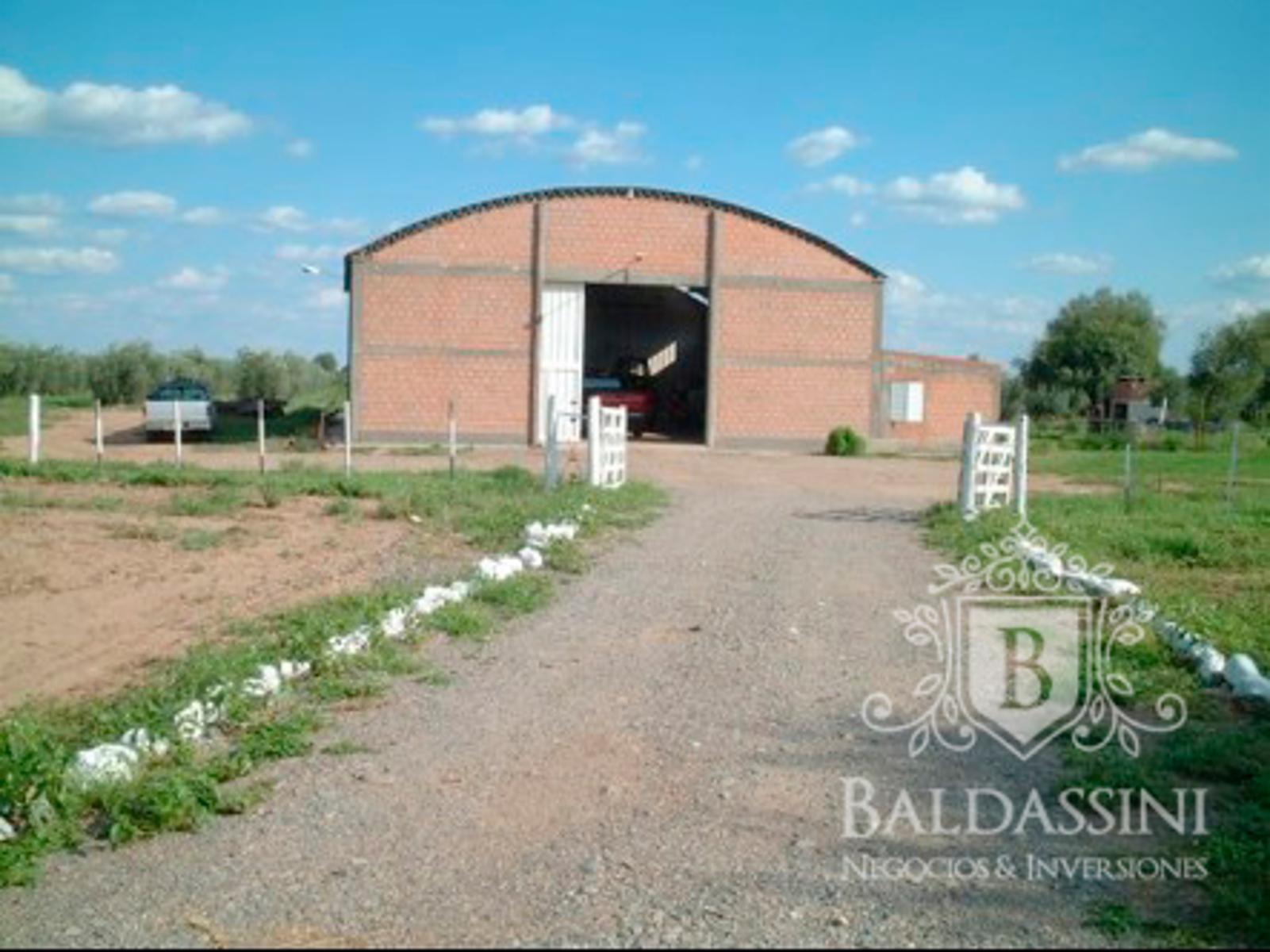 Campo de 300 has en Chumbicha con Olivares