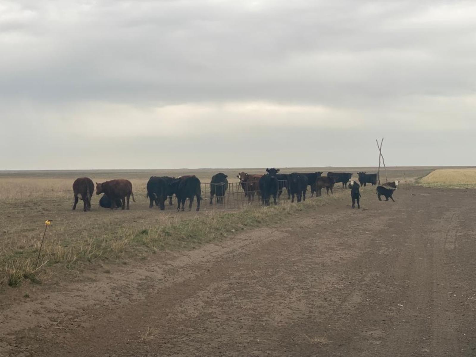 VILLALONGA · Patagones — foto 24