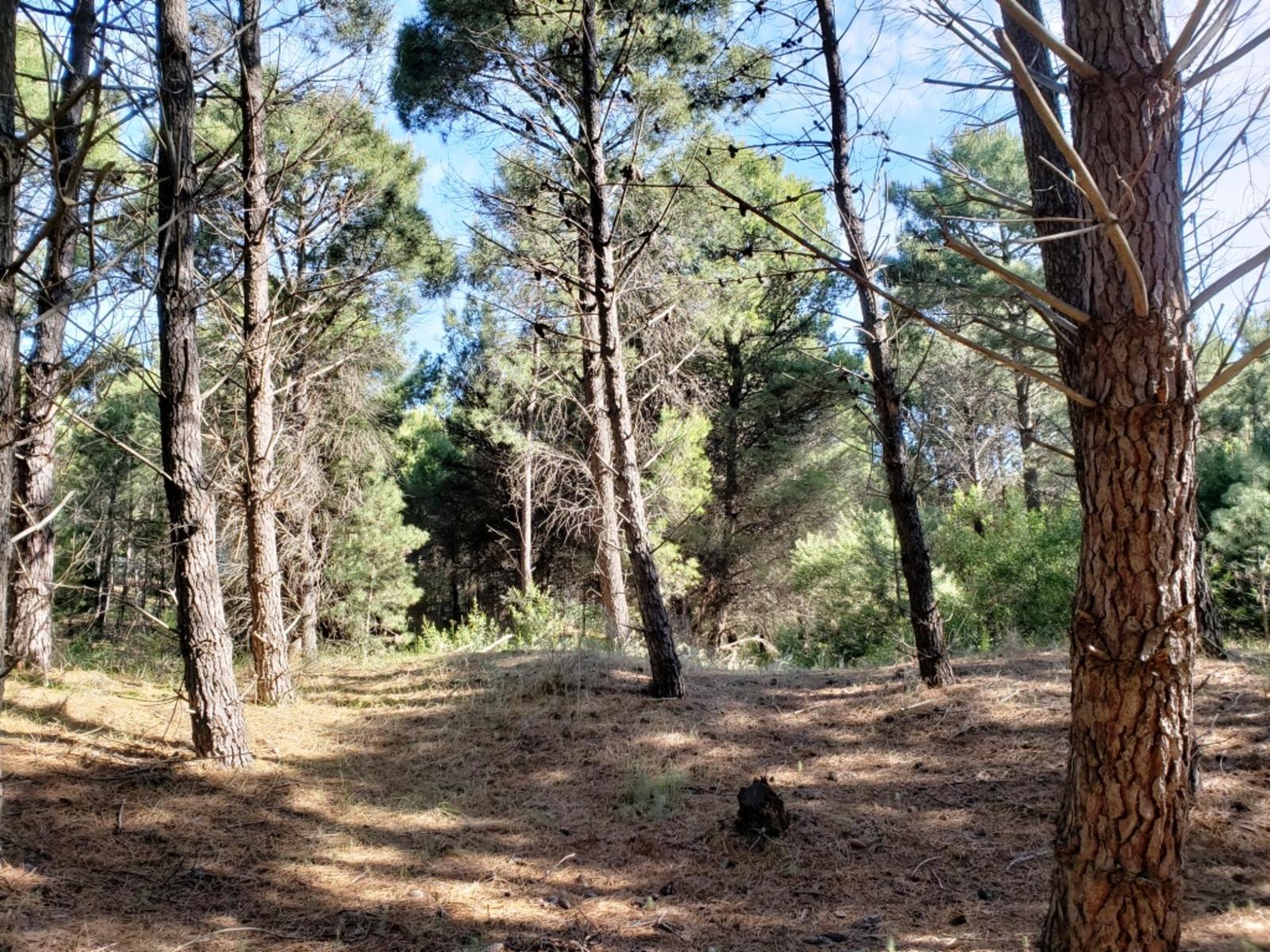 Bosque Alegre 900 · Monte Hermoso — foto 3