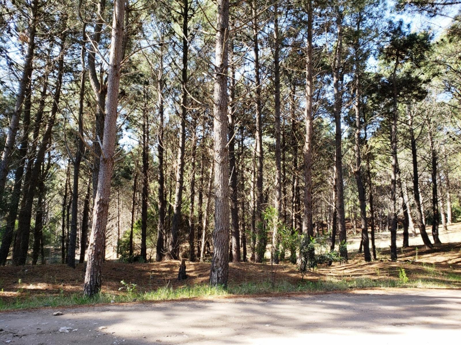 Bosque Alegre 900 · Monte Hermoso — foto 6
