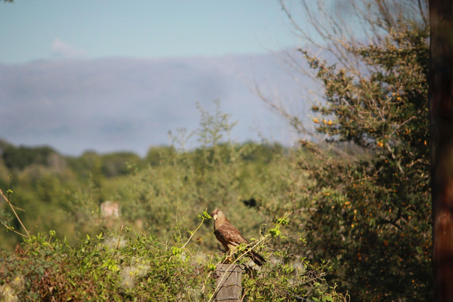 Los Molles · Calamuchita — foto 3