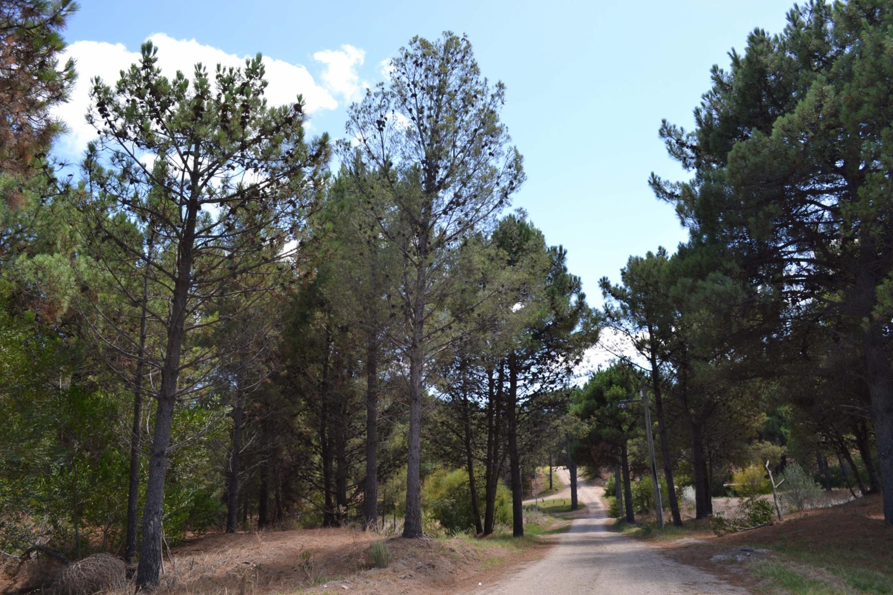 Monte Hermoso del Este - Pinar del Golf · Monte Hermoso — foto 3