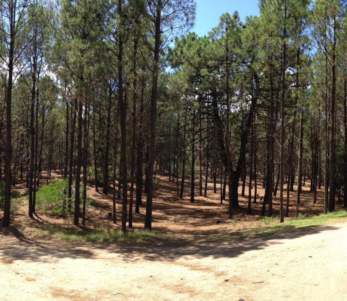 Monte Hermoso del Este - Pinar del Golf · Monte Hermoso — foto 4
