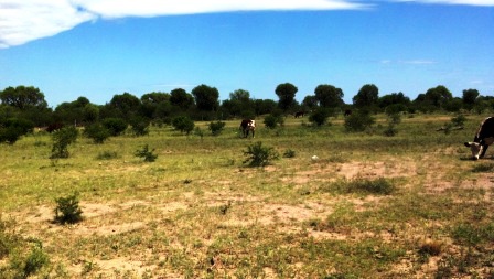 Ruta 146 Km 5 · La Capital — foto 57
