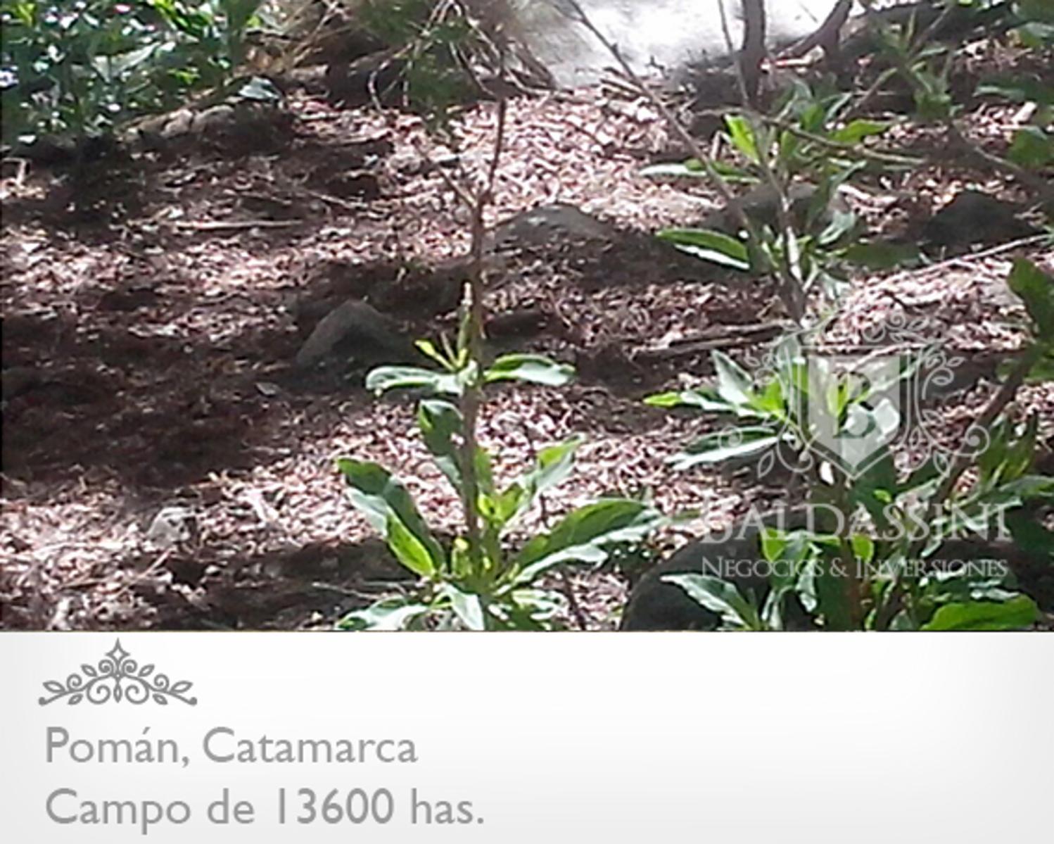 13600 HAS EN POMÁN - CATAMARCA · Pomán — foto 3