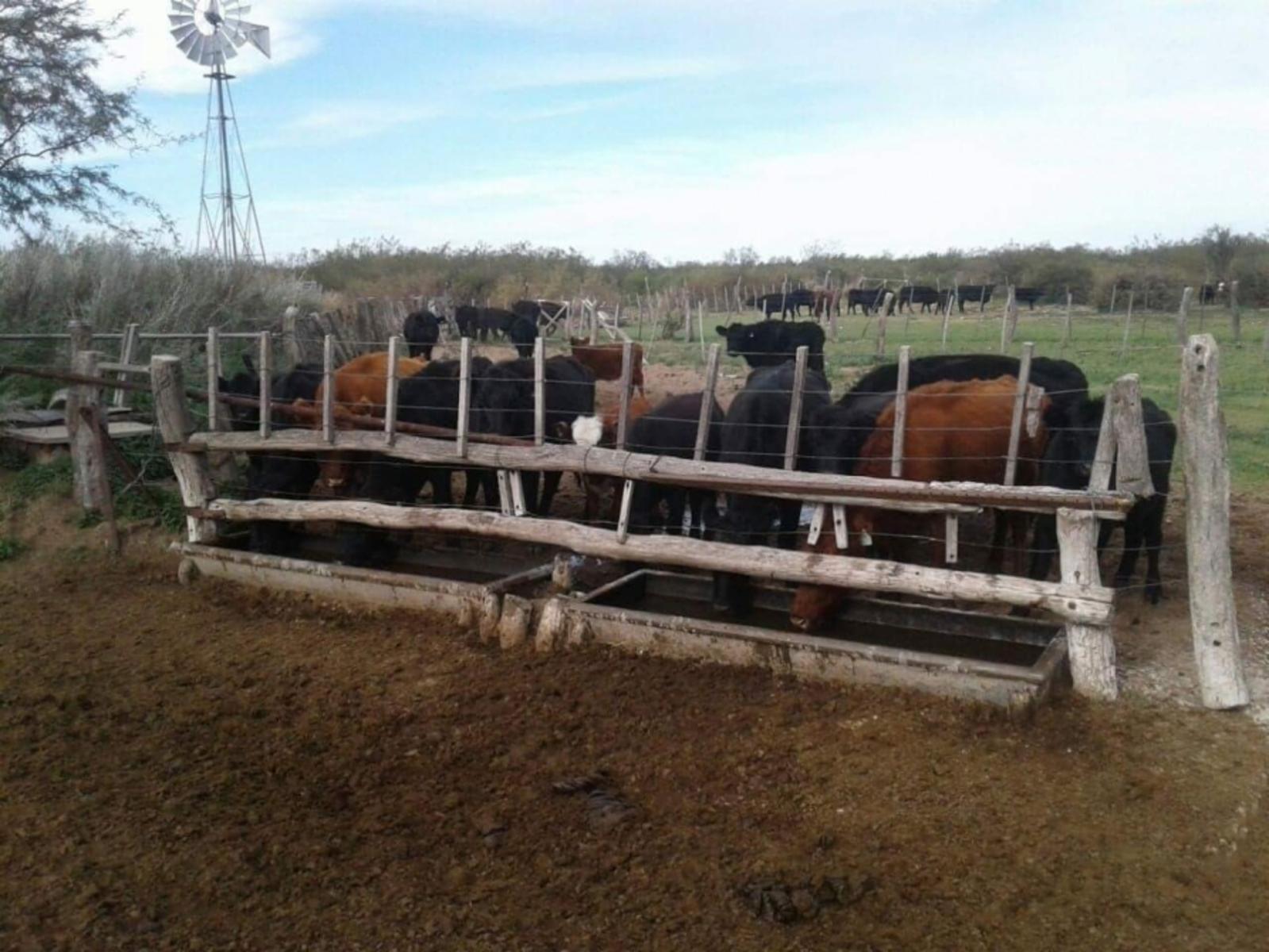 Celman Y Juan B. Justo, Córdoba · Limay Mahuida — foto 3