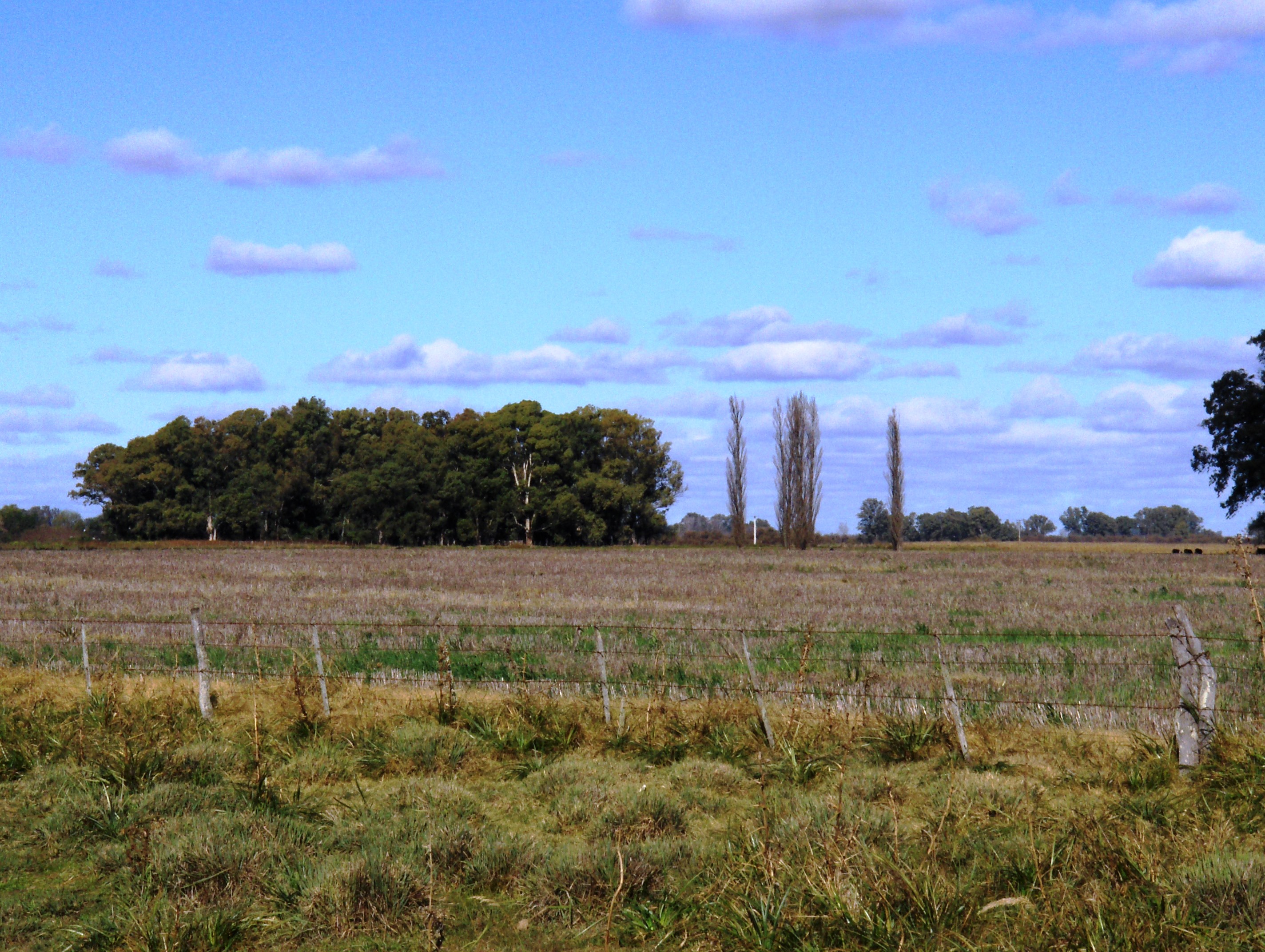 Ruta 3 km. 187 (a 4 km de ruta) · Las Flores — foto 4