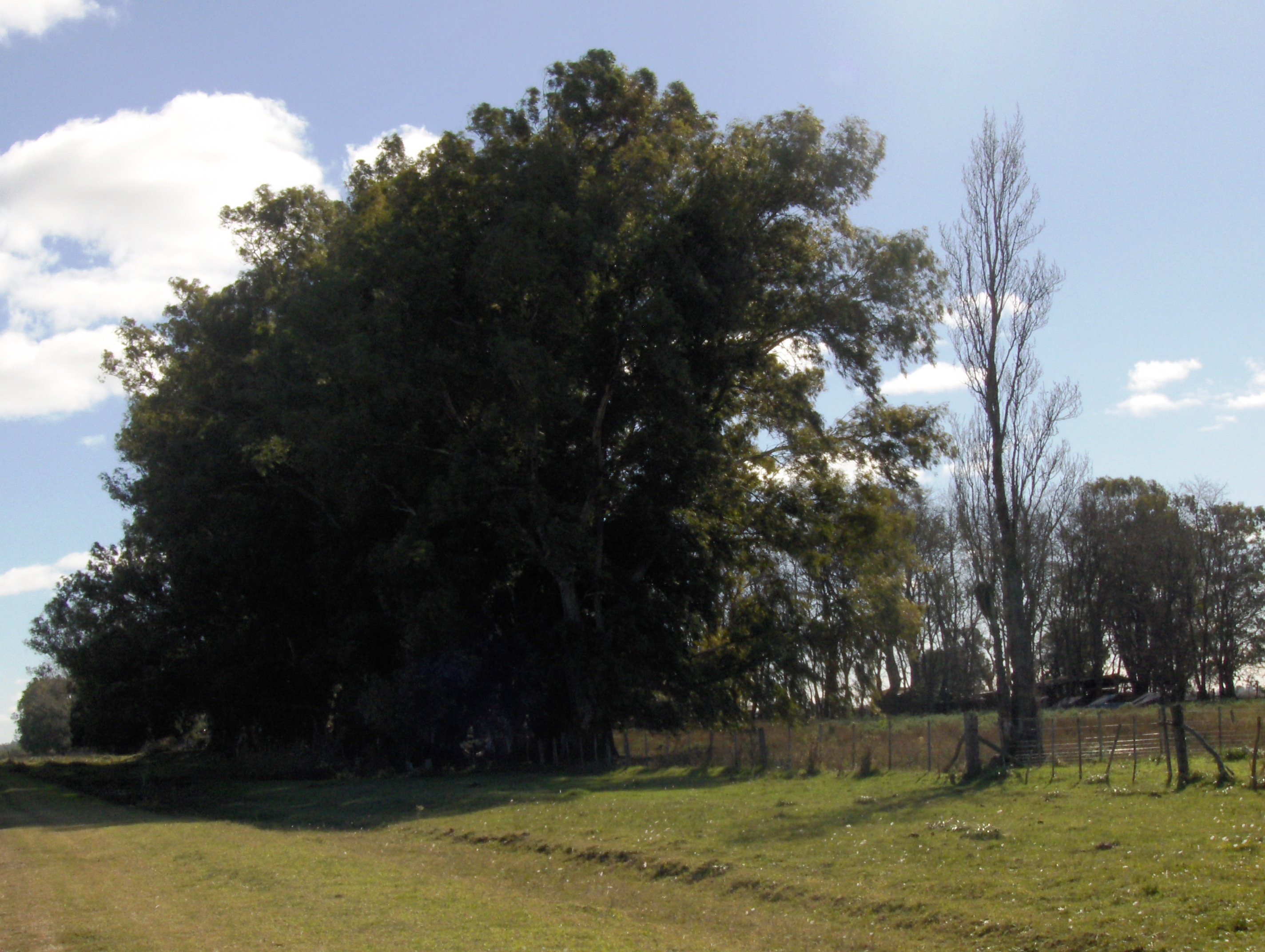 Ruta 3 km. 187 (a 4 km de ruta) · Las Flores — foto 6