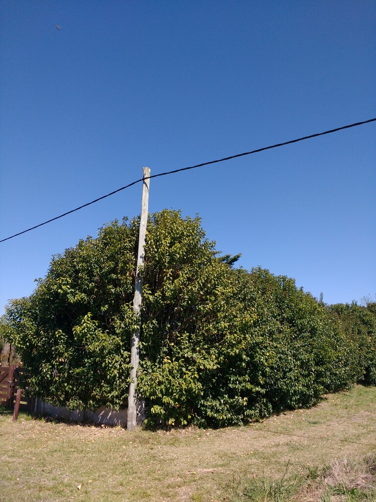 Ruta Nacional 11 km 356 · Iriondo — foto 22