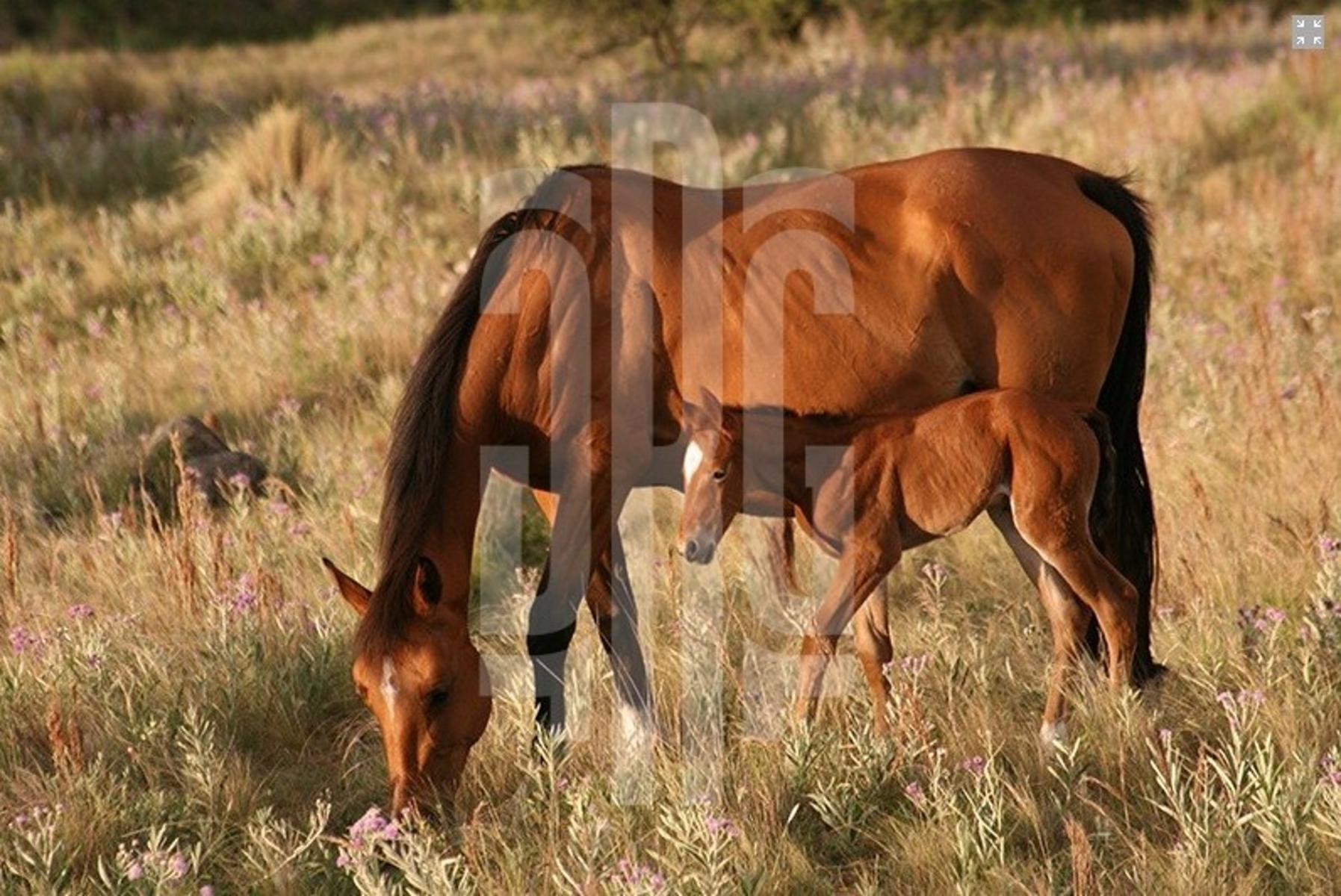 RP S271 - Cercano al Gaucho Urbano · Santa María — foto 13