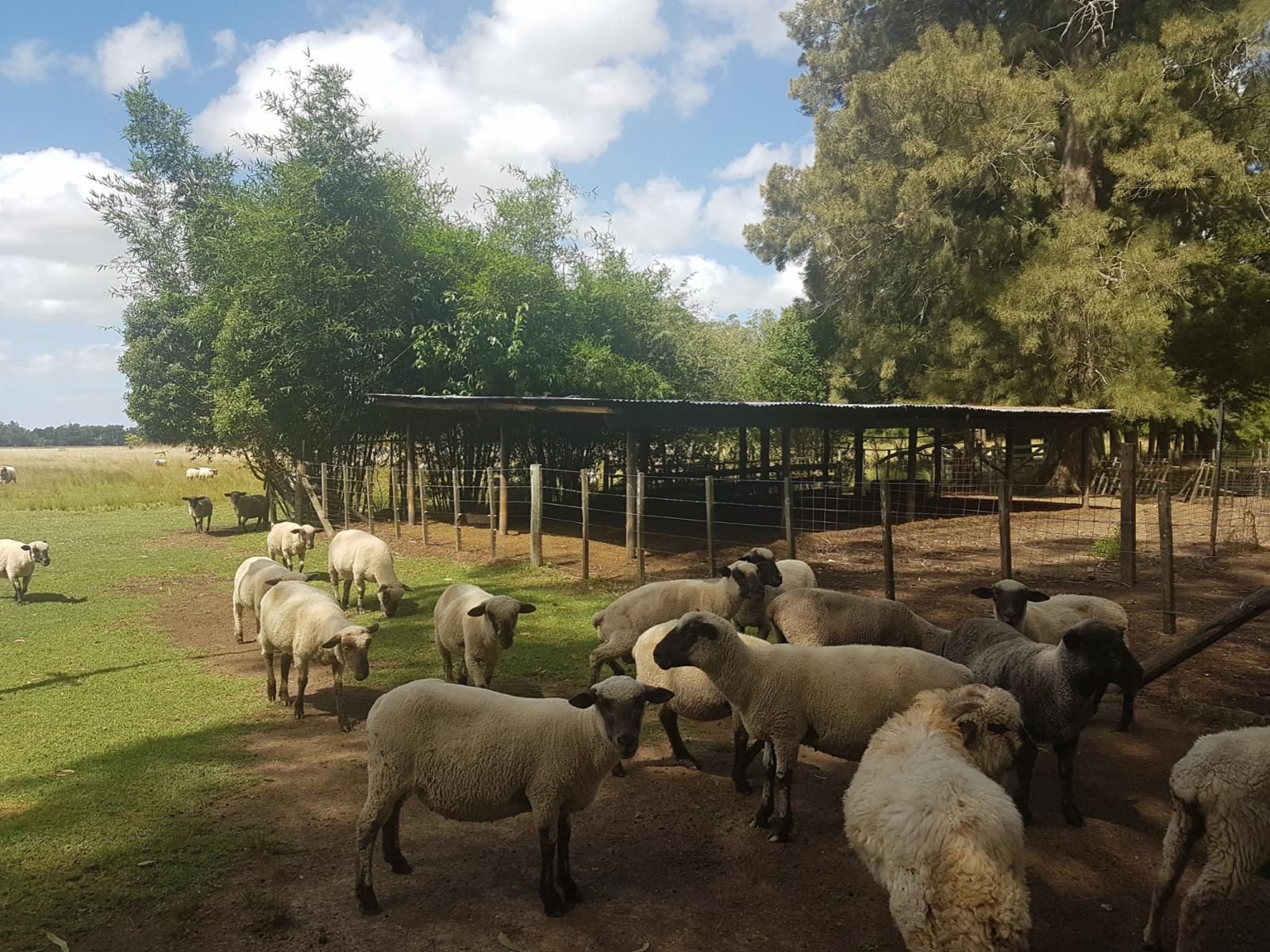 Camino Rural sin nombre · Punta Indio — foto 5