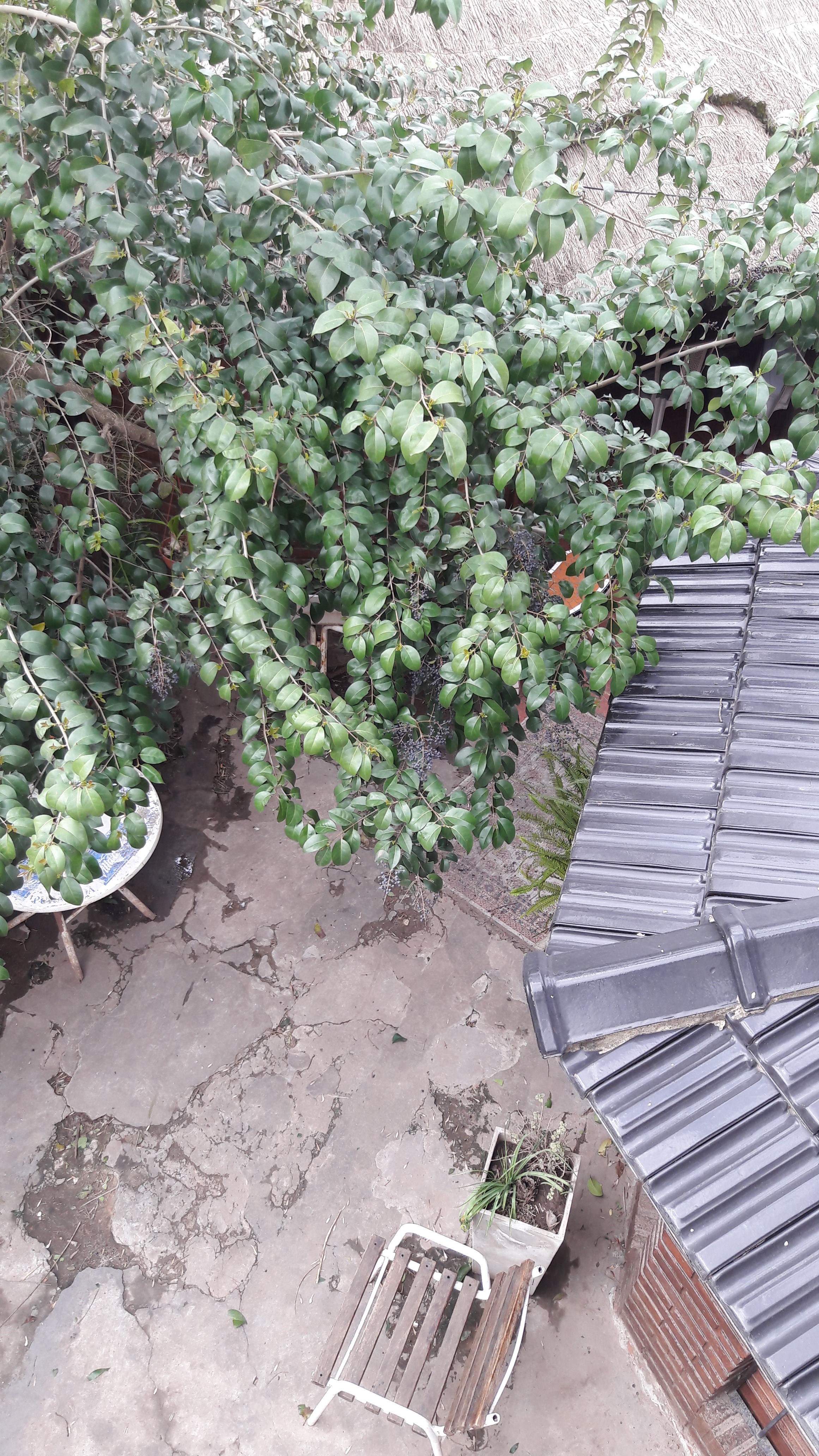 los cedros · Moreno — foto 11