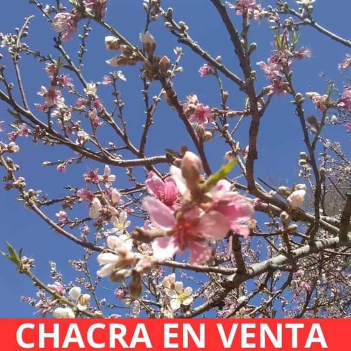 SANTA ROSA · Junín — foto 14