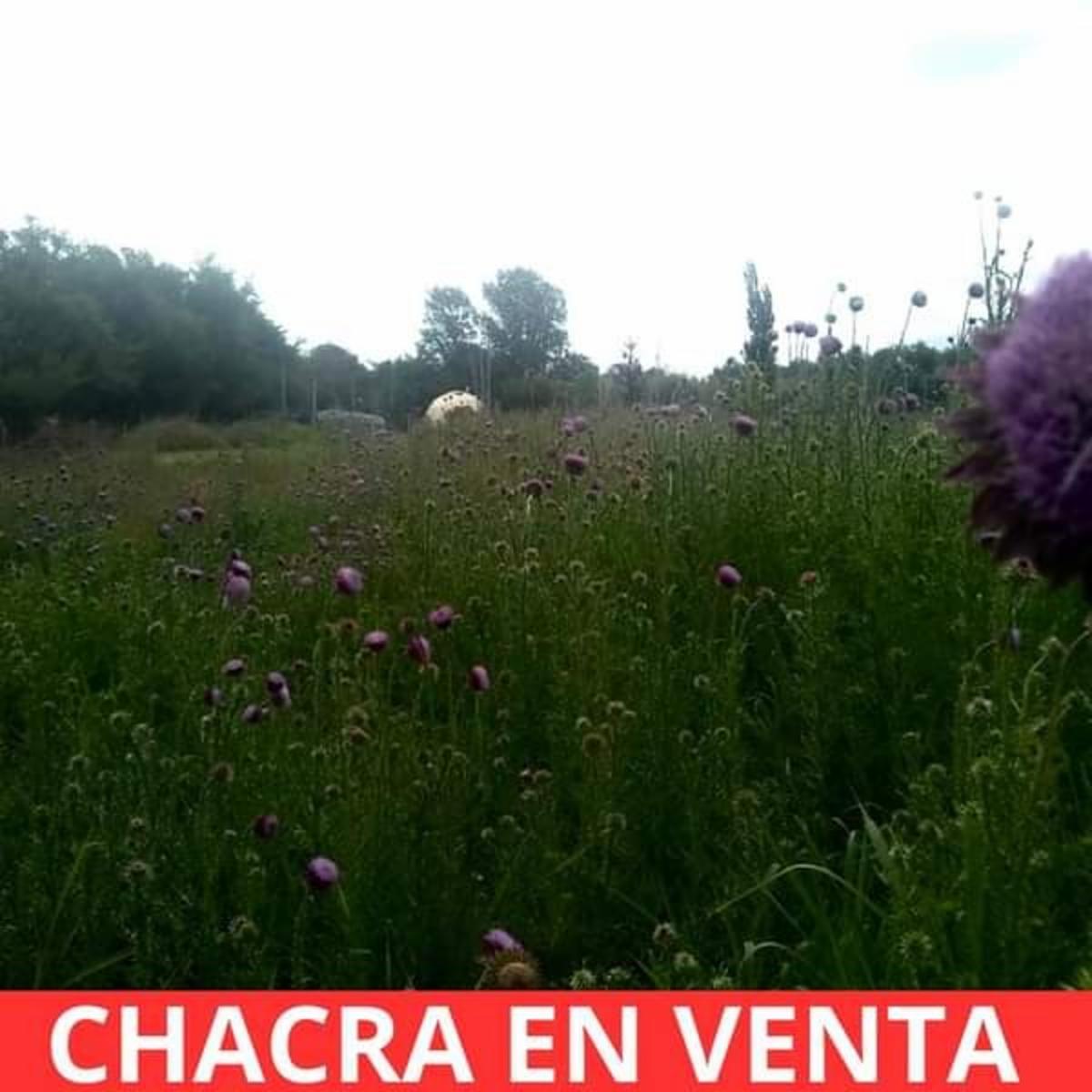 SANTA ROSA · Junín — foto 6