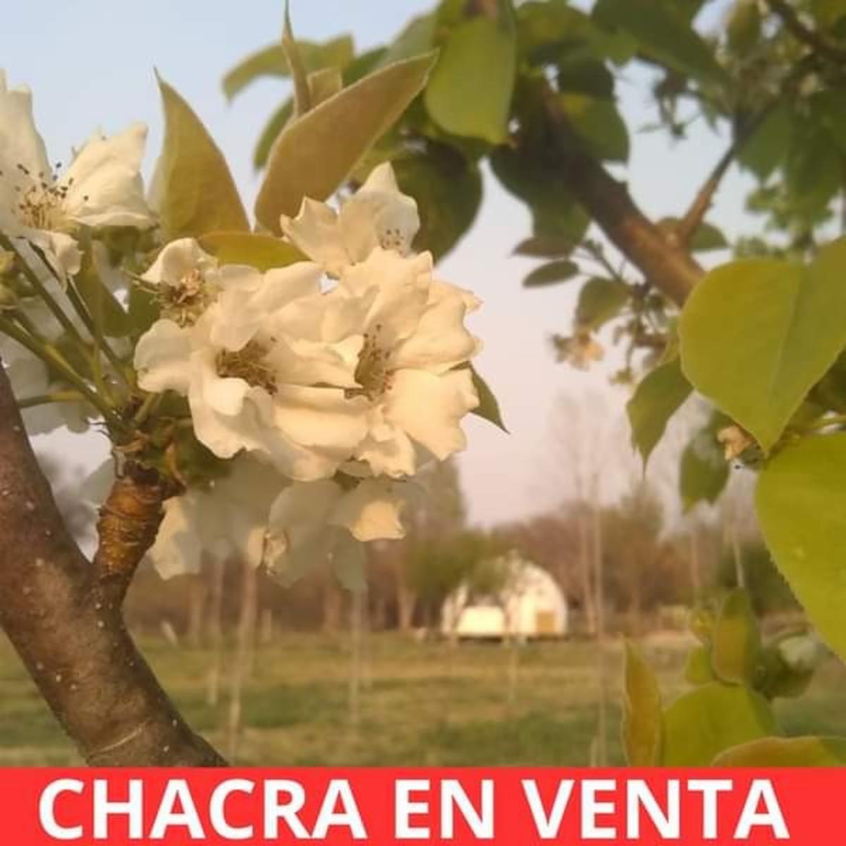 SANTA ROSA · Junín — foto 10