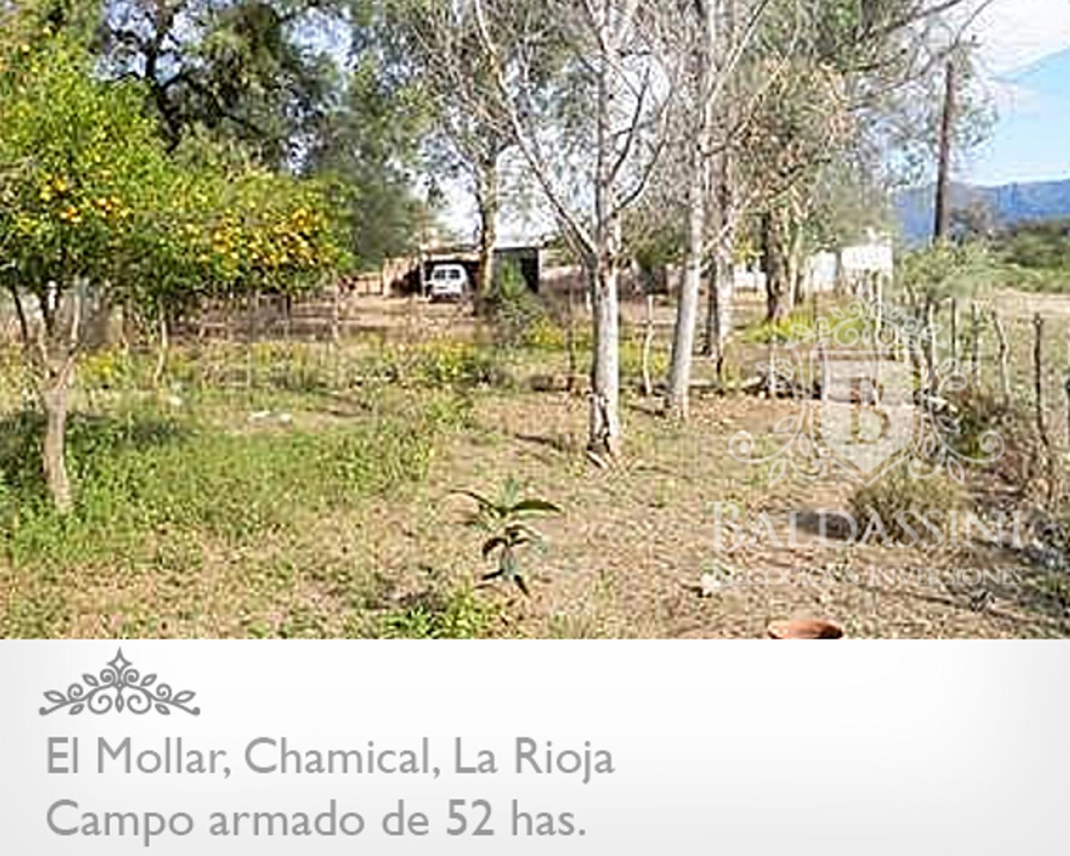 CAMPO ARMADO DE 52 HAS - ZONA EL MOLLAR - CHAMICAL - LA RIOJA