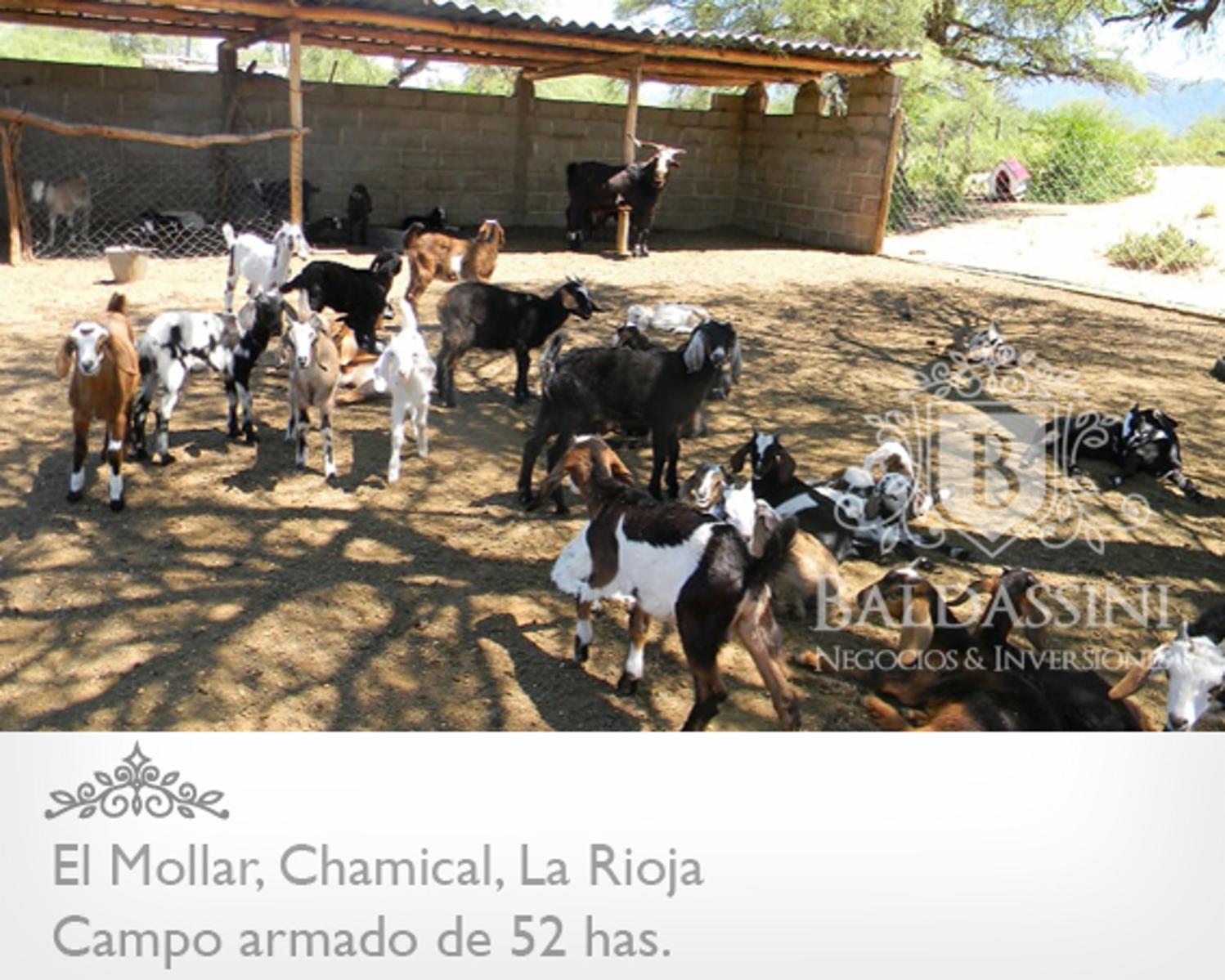 52 has. entre Ruta 79 y ruta 38 - El Mollar · Chamical — foto 3