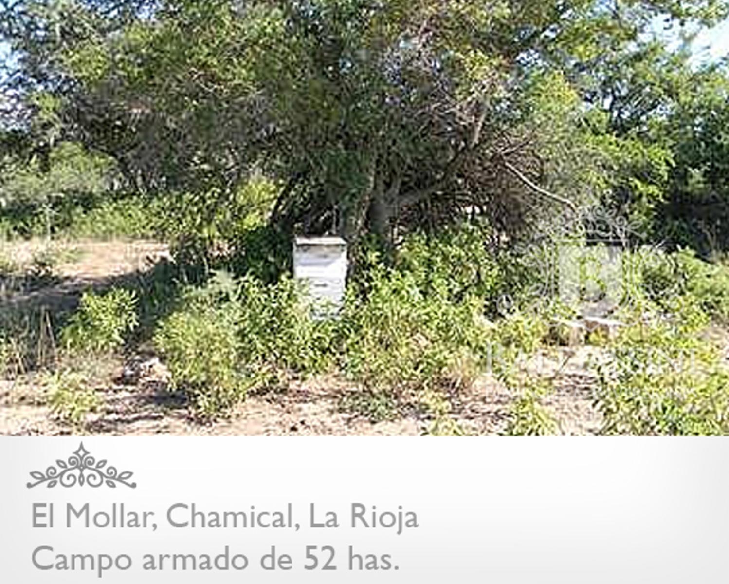52 has. entre Ruta 79 y ruta 38 - El Mollar · Chamical — foto 6