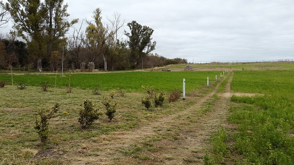 Laguna del Golf, lotes en barrio abierto con los servicios de barrio cerrado. Espectaculares terrenos de 990 m2 ubicados en el polo golfistico de Victoria Entre Ríos.