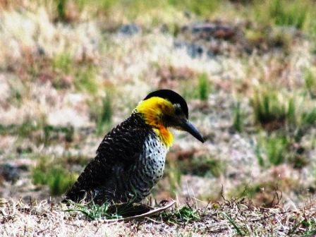 Ruta Villorco · Coronel Pringles — foto 17