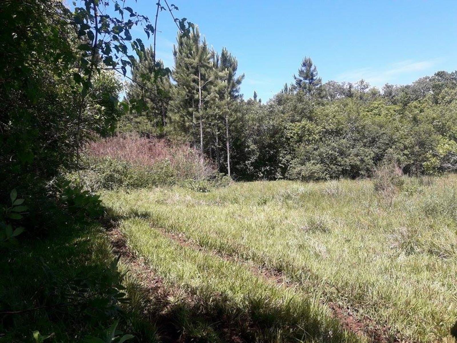 ARROYO DEL MEDIO · Leandro N. Alem — foto 11