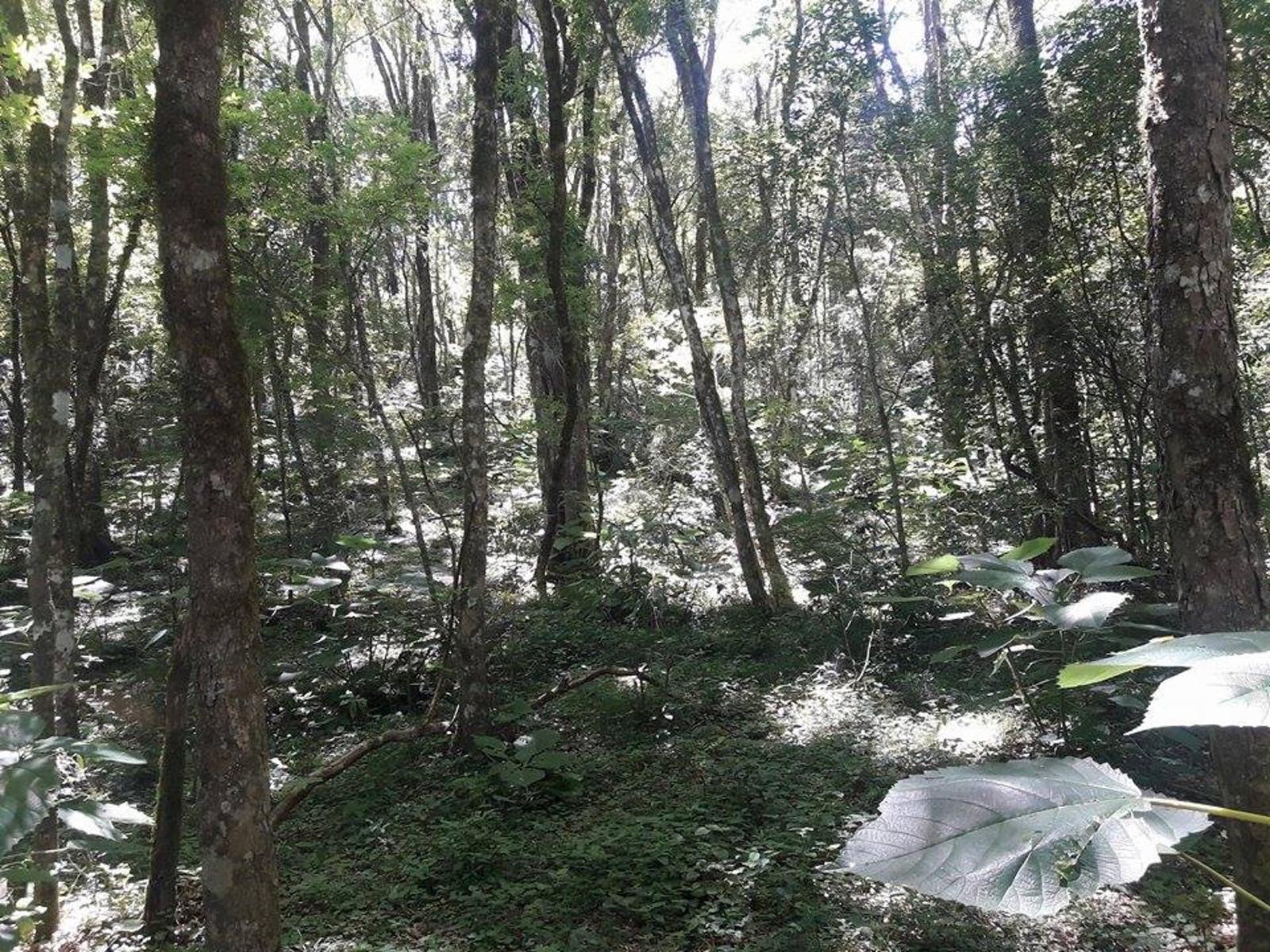 ARROYO DEL MEDIO · Leandro N. Alem — foto 12