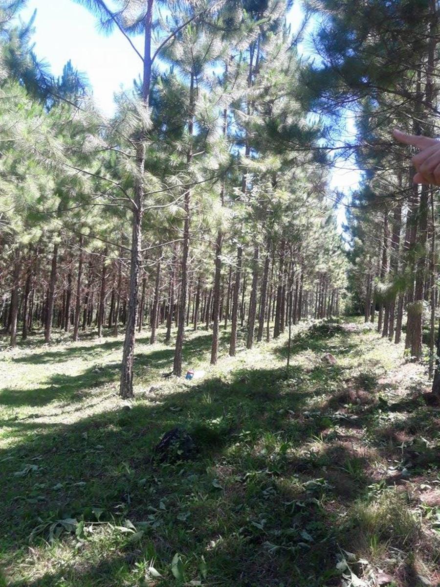 ARROYO DEL MEDIO · Leandro N. Alem — foto 14