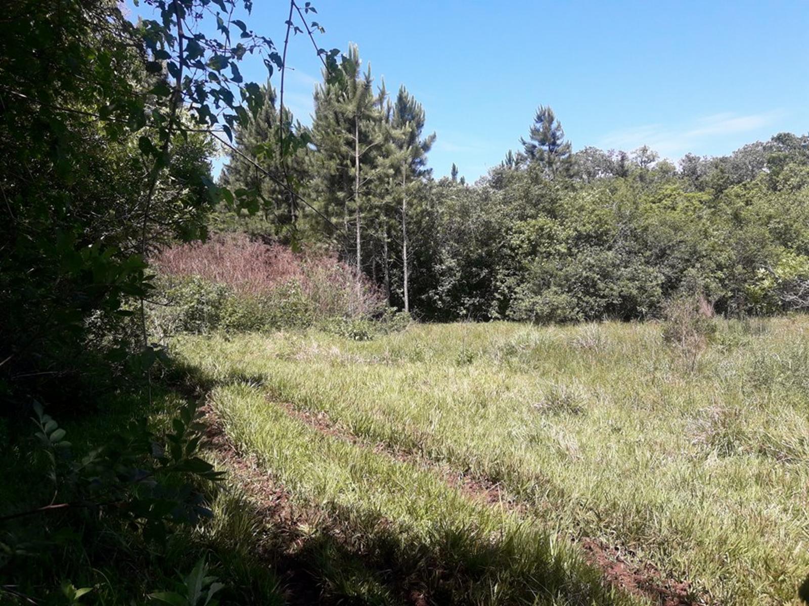 ARROYO DEL MEDIO · Leandro N. Alem — foto 5