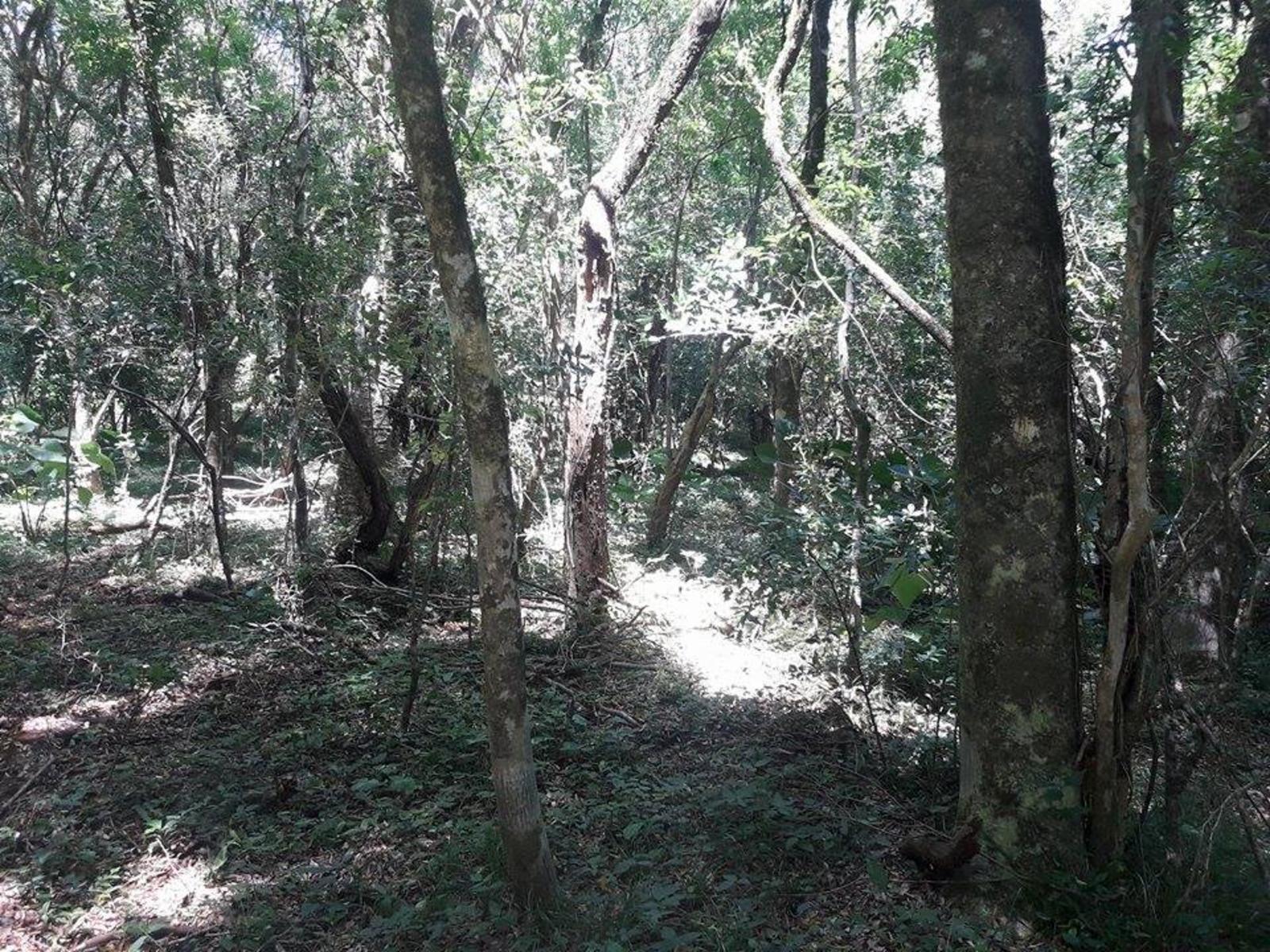 ARROYO DEL MEDIO · Leandro N. Alem — foto 6