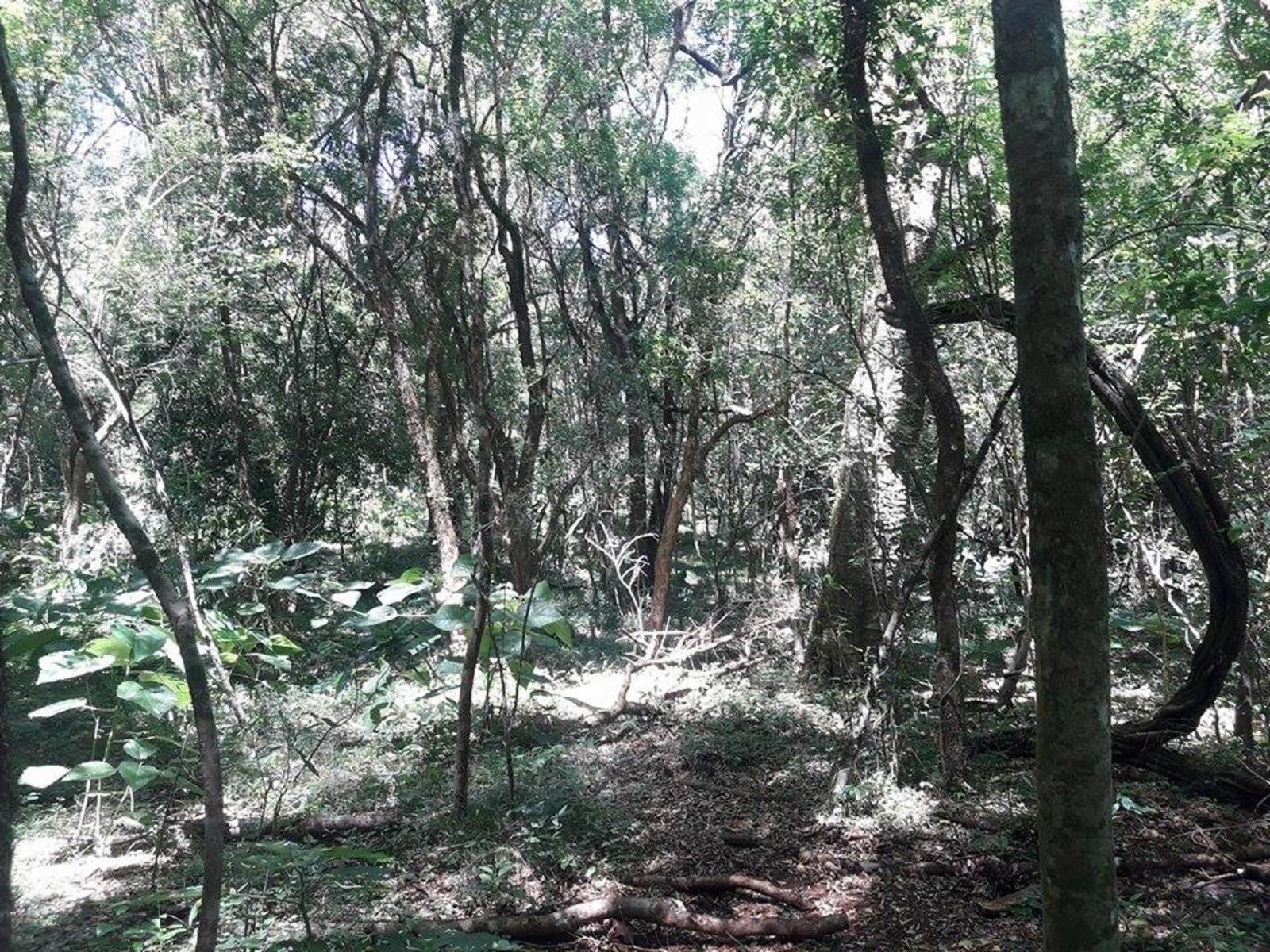 ARROYO DEL MEDIO · Leandro N. Alem — foto 10