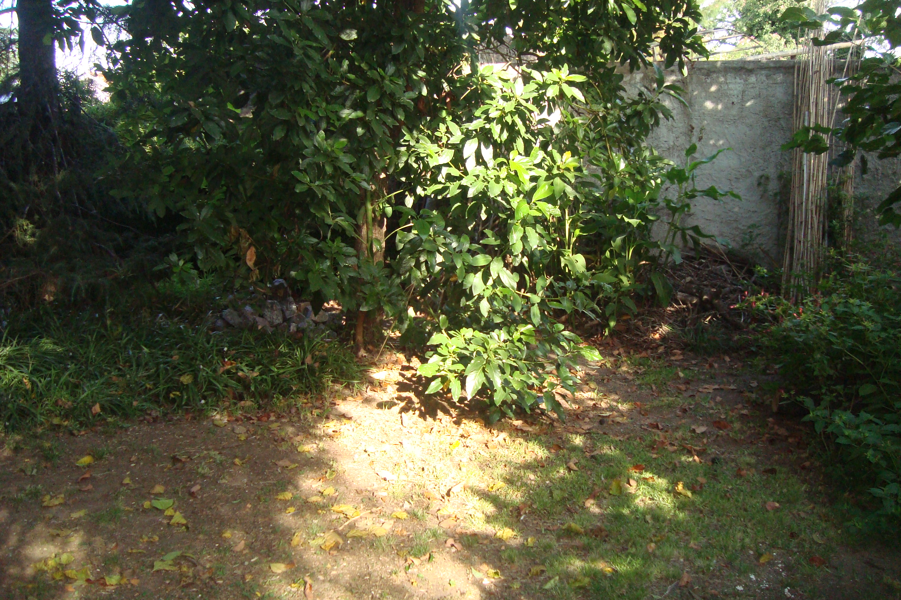AMEGHINO 100 · Almirante Brown — foto 8