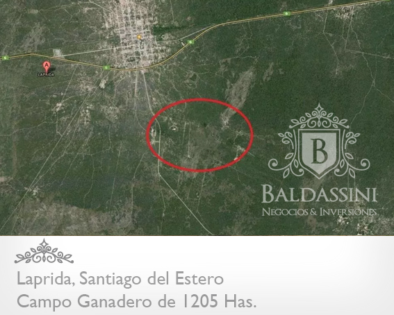 CAMPO GANADERO DE 1205 HAS EN LAPRIDA - SANTIAGO DEL ESTERO - DEPARTAMENTO DE CHOYA - TIENE PERFORACIÓN DE AGUA - ALAMBRADO - ESCRITURA