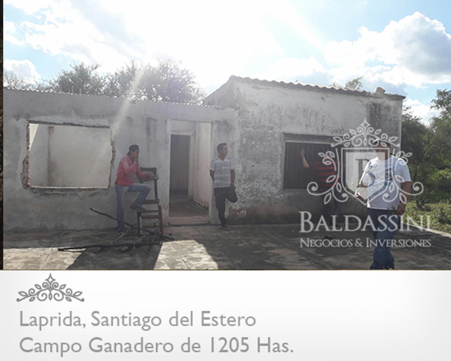 1205 HAS. EN LORETO - SANTIAGO DEL ESTERO · Choya — foto 3