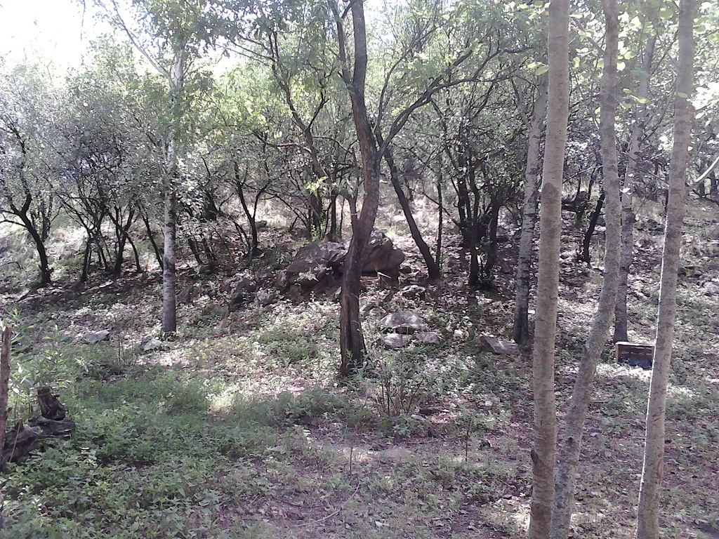 Ruta 9 30500 · Coronel Pringles — foto 11