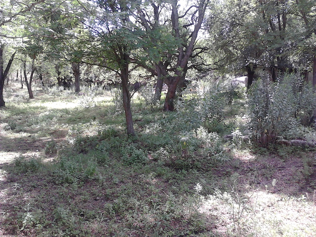 Ruta 9 30500 · Coronel Pringles — foto 5