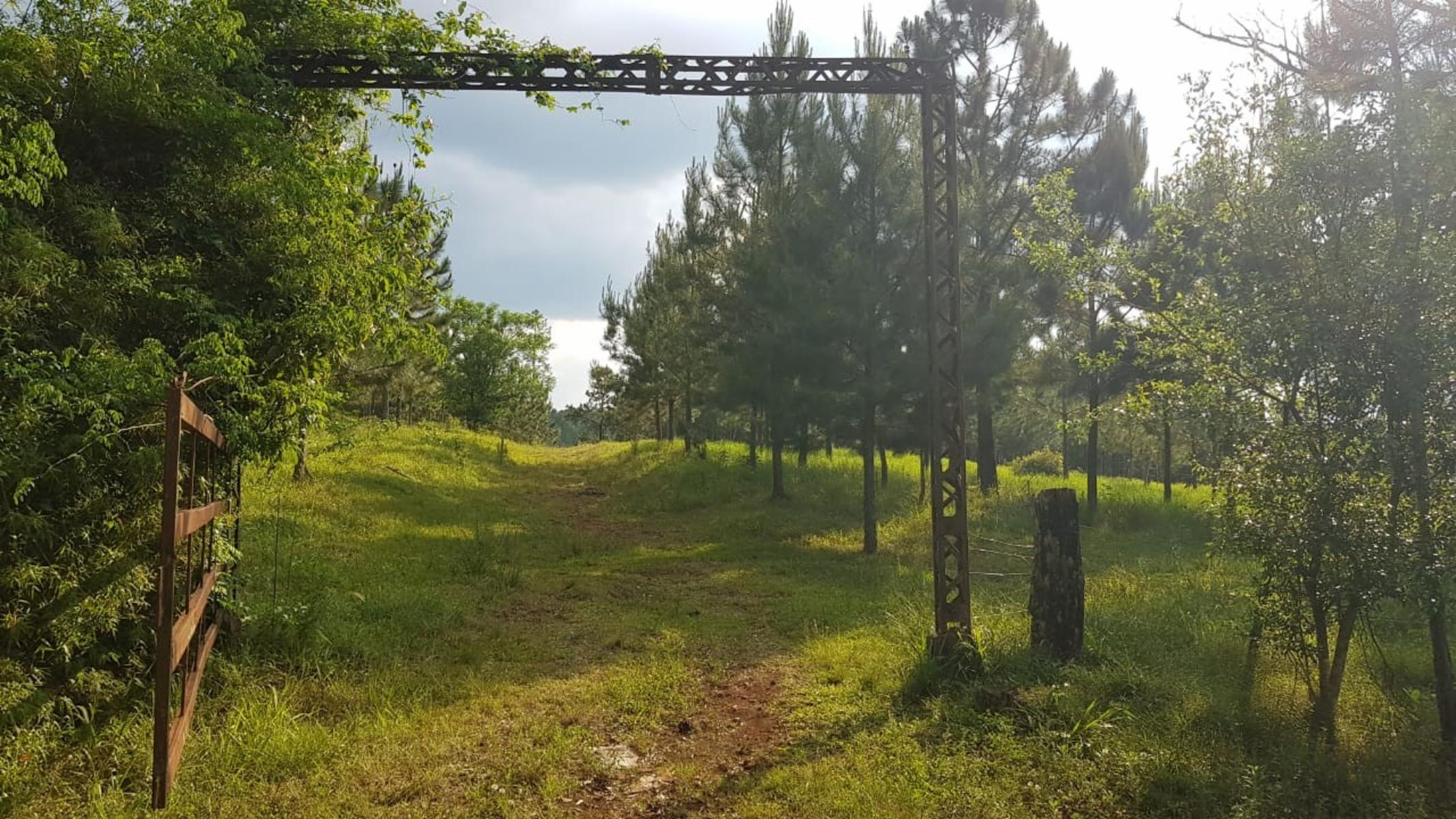 GUIDEK STASIUK VENDE 189HECT EN ALBERDI, 160HECT REFORESTADA, PINO DE 10 A 20 AÑOS, ALAMBRADO PERIMETRAL