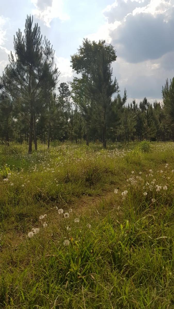 CHACRA ALBERDI · Oberá — foto 3
