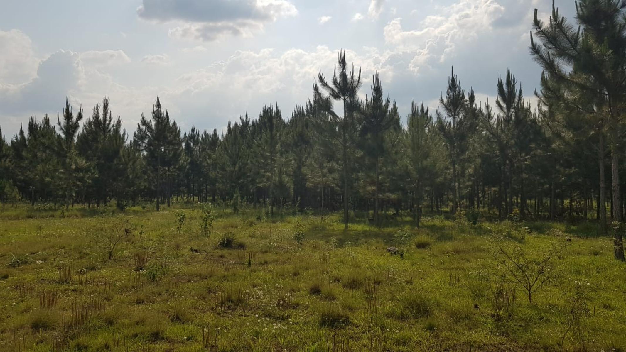 CHACRA ALBERDI · Oberá — foto 4