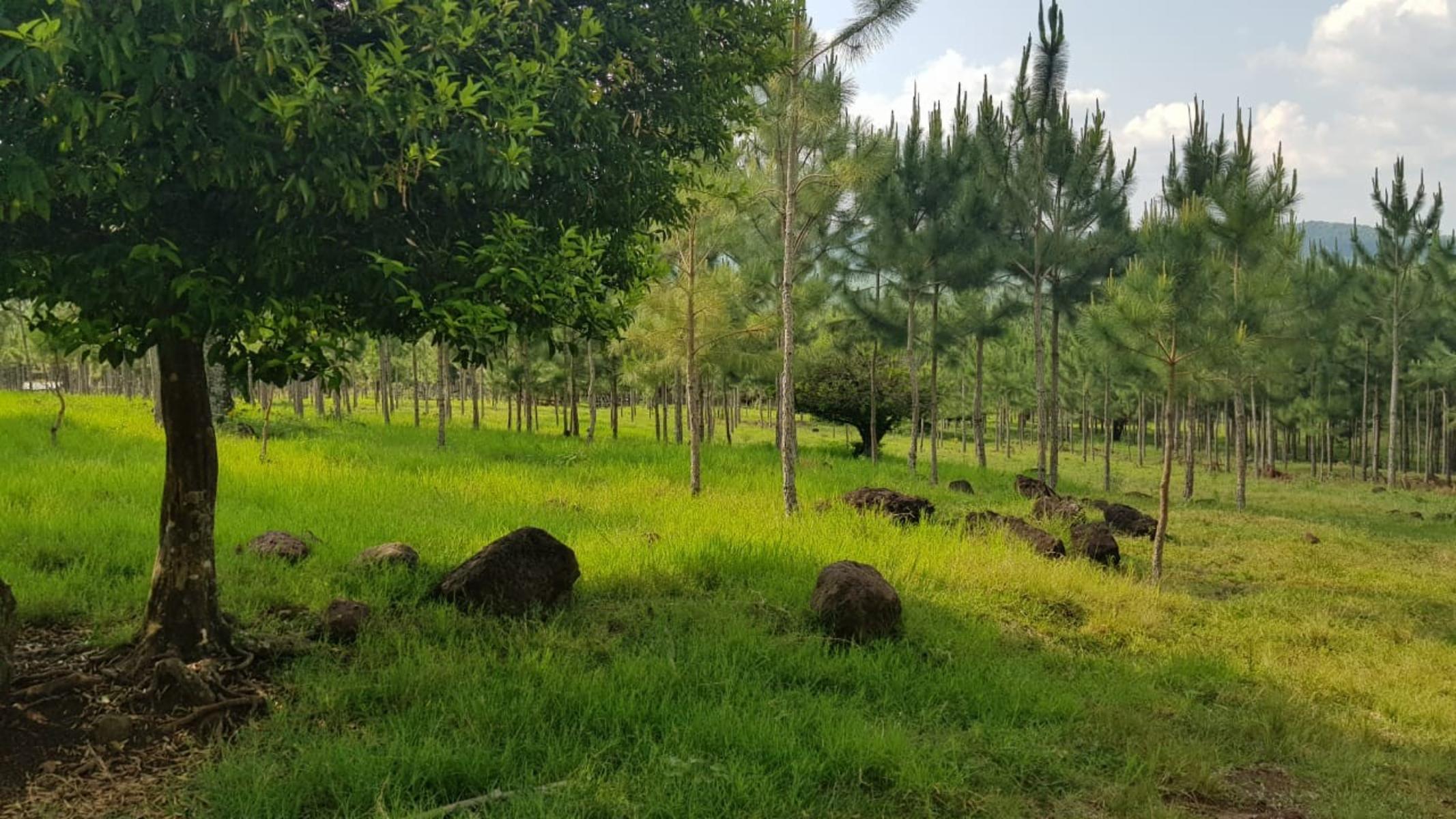 CHACRA ALBERDI · Oberá — foto 7