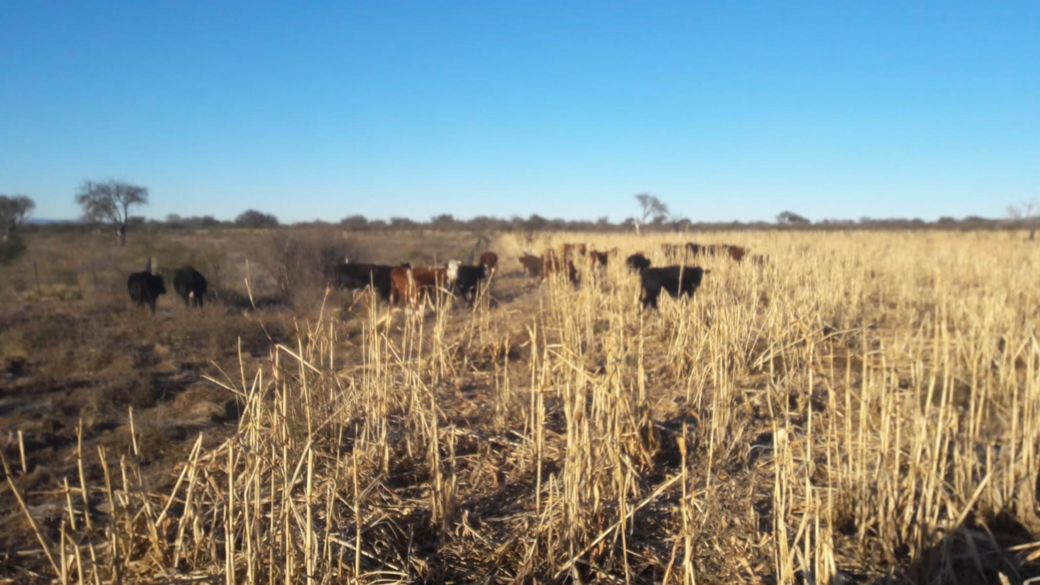 PARAJE LOS LOBOS, SAN LUIS · Chacabuco — foto 13